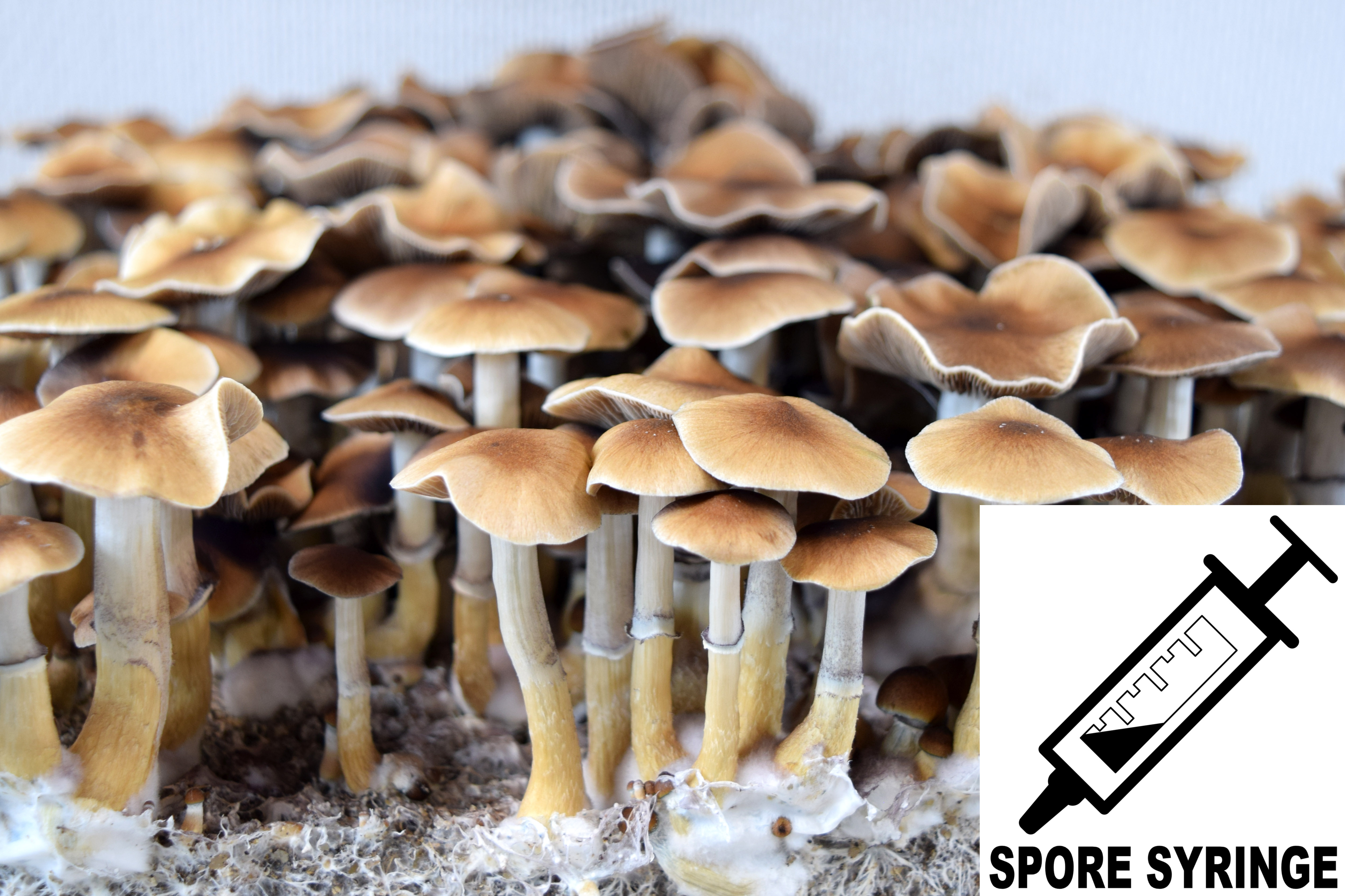 Psilocybe cubensis : Taman Negara Spore Syringe